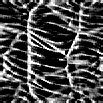 TXTR0963.GIF