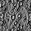 TXTR0938.GIF
