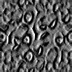 TXTR0928.GIF