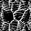 TXTR0908.GIF