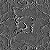TXTR0891.GIF