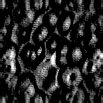 TXTR0890.GIF