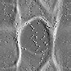 TXTR0880.GIF