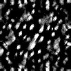 TXTR0871.GIF