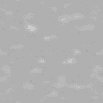 TXTR0725.GIF