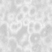 TXTR0450.GIF