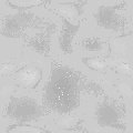 TXTR0237.GIF