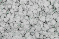 GMARB006.GIF