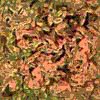 TXTR3855.GIF