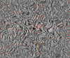 TXTR3750.GIF