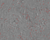 TXTR3738.GIF