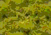 TXTR3736.GIF