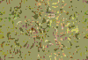 TXTR3728.GIF