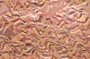 TXTR3539.GIF