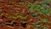 TXTR3538.GIF