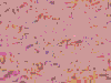 TXTR3378.GIF