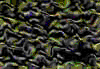 TXTR2530.GIF