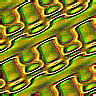 TXTR2328.GIF