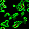 TXTR2925.GIF