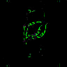 TXTR1684.GIF