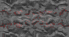 TXTR3613.GIF