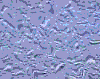 TXTR3512.GIF