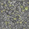 TXTR1461.GIF