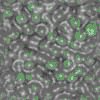 TXTR1459.GIF