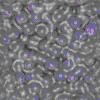 TXTR1457.GIF