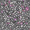 TXTR1456.GIF