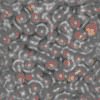 TXTR1455.GIF