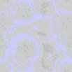 TXTR0751.GIF