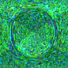 TXTR4083.GIF