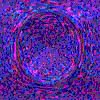 TXTR4081.GIF