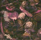 TXTPOURI.GIF