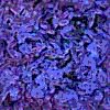 TXTR3858.GIF