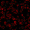 TXTR2978.GIF