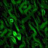 TXTR2955.GIF