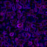 TXTR2950.GIF