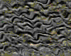 TXTR2773.GIF