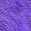 TXTR0956.GIF