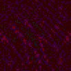 TXTR0682.GIF