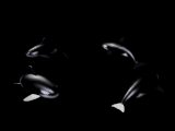 XX035144.gif