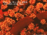 CORAL.GIF