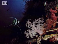 CORAL2.GIF
