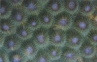 CORAL255.GIF