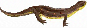 xm004530.gif