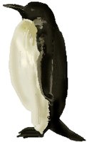 xm004503.gif