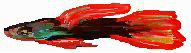 xm004493.gif