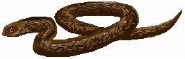 xm004375.gif